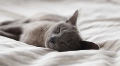 Cum să vedem o pisică se trezește noaptea